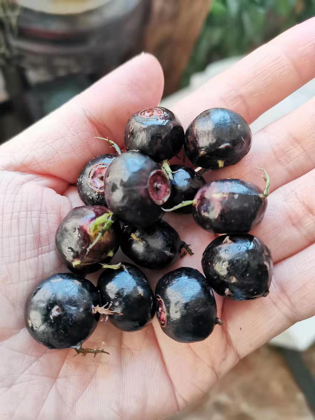 这一枚"蜘蛛果"又萌又好味