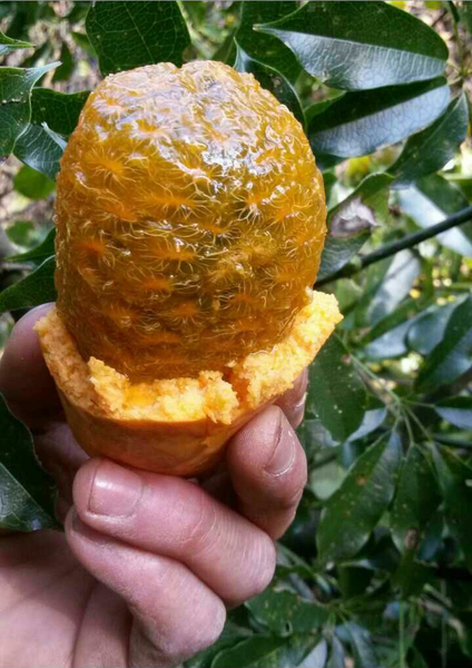 他(她)们组成了带言平台