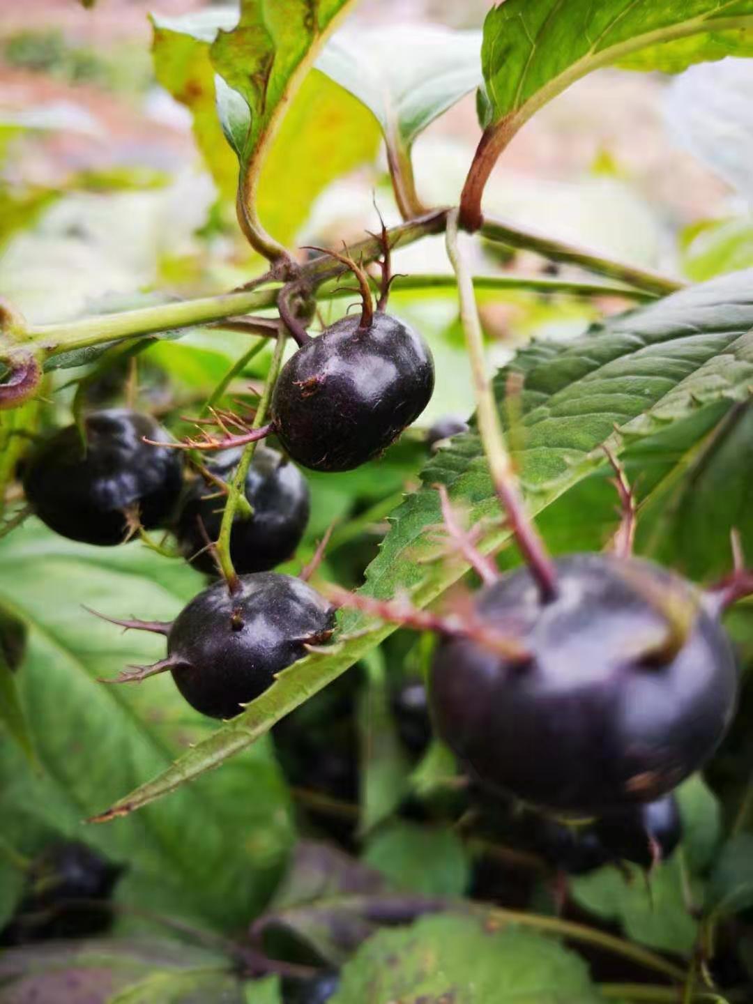 这一枚"蜘蛛果"又萌又好味